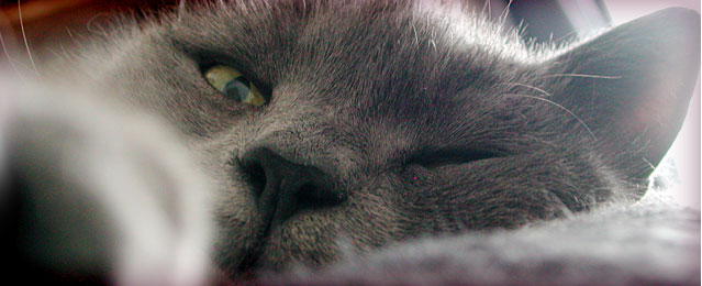 crafty cat behaviour