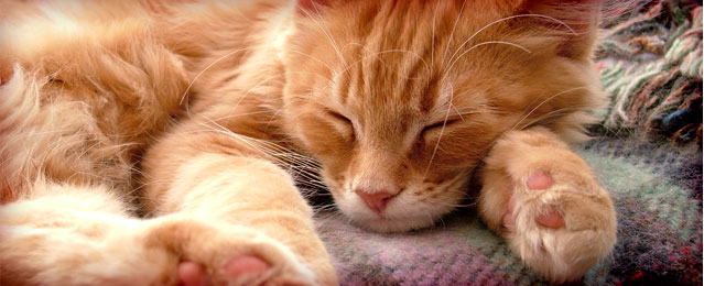 crafty cat behaviour