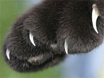 cat claw