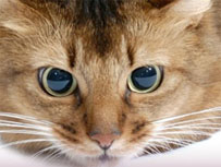 cat eye signals
