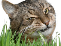 cat grass eating