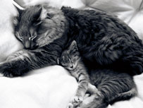 cat maternal care