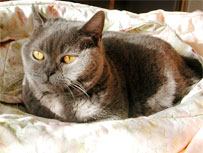 cat behaviour courses