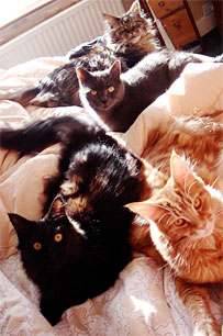 cat behaviour courses