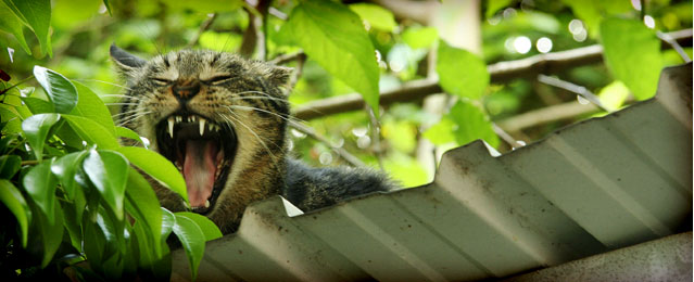 crafty cat behaviour cat fun